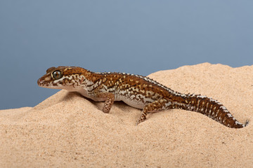 Ocelot Gecko (Paroedura pictus)