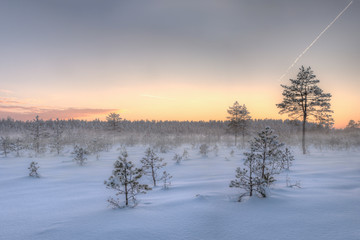 Frosty morning in raised bog. Landscape with the frozen plants. Latvia.