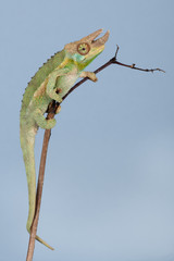 Jackson’s Chameleon (Chamaeleo jacksonii xantholophus)