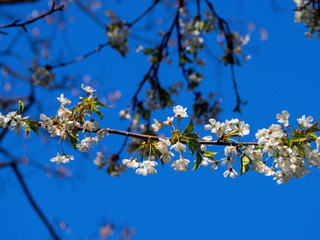 blossoming cherry in the orchard
