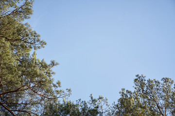 View of tops of trees against sky in beautiful spring forest