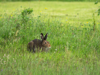 Wild brown hare sits on a meadow in the grass