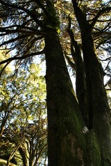 Leafy forest with colossal trees in Sintra Mountains