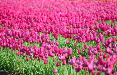 Obraz premium Wooden Shoe Tulip Festival in Woodburn Oregon