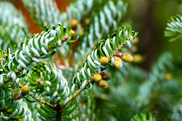 Close-up of pollination bud pinecone on the branches of fir Abies koreana Silberlocke. Sunny day in spring garden. Nature concept for design. Selective focus