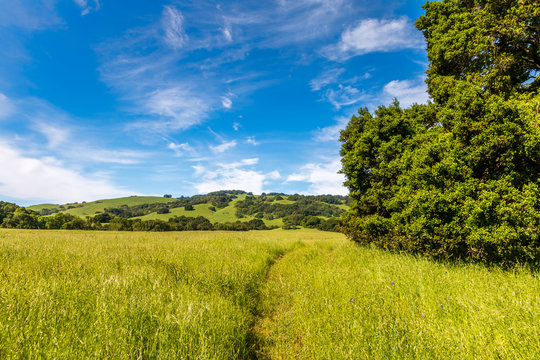 A spring time grassland with a path way in the middle is seen with a large green tree on the right. A hill and blue sky is in the background. Large wispy clouds are in the blue sky. A horizontal image