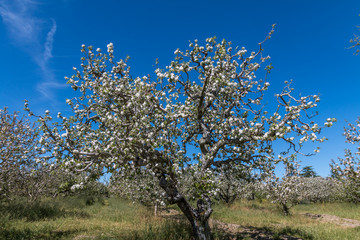 White blooms are on a gnarly gravestein apple tree outlines by a blue sky in the background. More blooming apple trees are on the sides and background.  