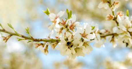 Una rama de un almendro en flor y una abeja libando