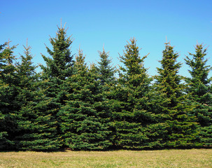 Fototapeta premium Christmas trees are growing in the park