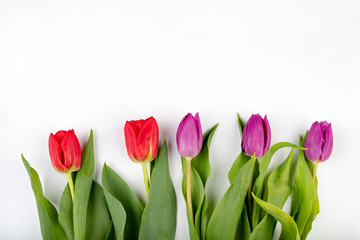 Tulips on a clear table. Beautiful flowers prepared to arrange the bunch.