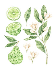 Watercolor botanical illustrations. Fresh bergamot blossom. Citrus bergamia (flowers, fruit and leaves) collection. Perfect for wedding invitations, cards, prints, posters, packing.