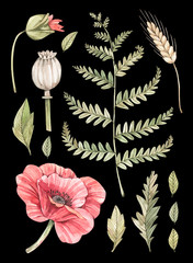 Watercolor illustration. Botanical composition with a red poppy, a fern and some leaves. Succulent in pot. Greenery. Floral Design element. Perfect for wedding invitations, cards, prints, posters