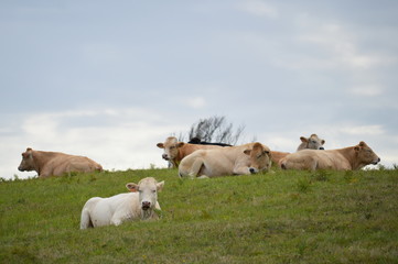 Naklejka na ściany i meble Cows in the meadows of Cantabria, Spain 