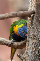 rainbow lorikeet on branch