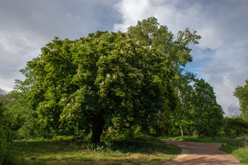 Fototapeta premium Chestnut Tree in April