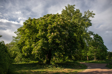 Chestnut Tree in April