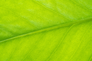 Leaf