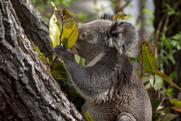 koala claiming a tree