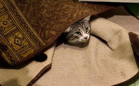 The cat hid under the carpet