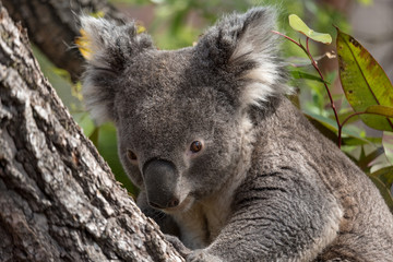 koala claiming a tree