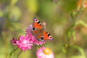Fototapeta na wymiar A European peacock butterfly (Aglais urticae) sitting on a pink flower with green blurred background