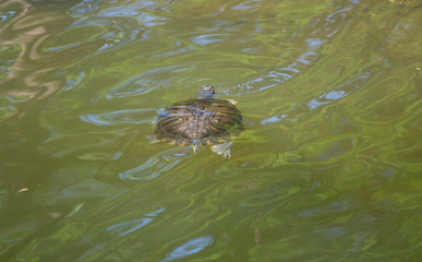 Red-Eared Pond Slider