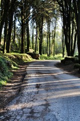 Road crossing leafy forest in Sintra Mountains