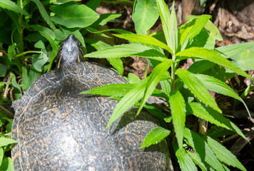 Cooter Turtle