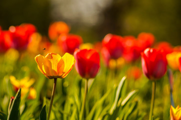 Fototapeta na wymiar red and yellow tulip field