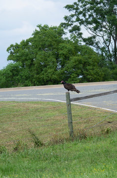 Turkey Vulture