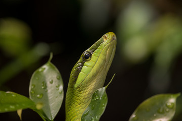 Green snake head 