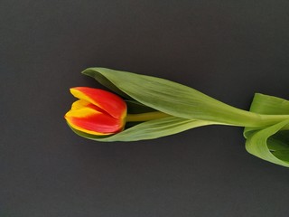 Tulip on the black background
