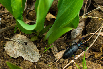 Black beetle and blue paws. Shiny black beetle close-up on the ground.
