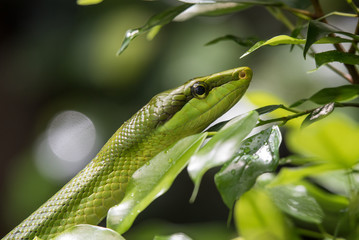 Green snake head 