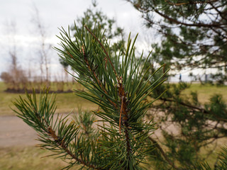 Naklejka premium Green pine branch in the park