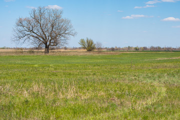Solitary tree in field near river. Field, tree, forest in the distance and blue sky.