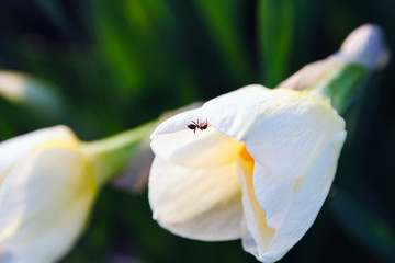 closeup black ant on white petal of narcissus flower