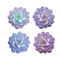 Succulents closeup carved on a white background. Elements of a tropical plant for design.