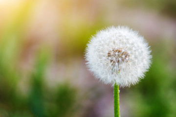 white dandelion seed head on green background, copy space