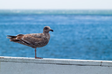 Seagull on Pier