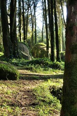 Leafy forest with colossal rock formations and trees in Sintra Mountains