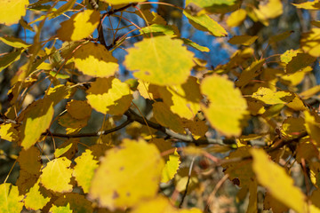 yellow aspen tree leaves on branches against blue sky. beautiful autumn natural background