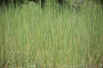 Weeds