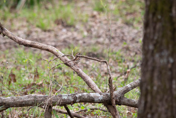White-Thoated Sparrow