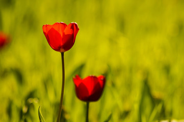 colorful tulip