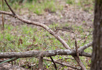 White-Thoated Sparrow