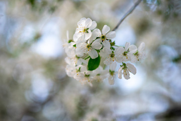 white cherry flowers on a branch close up