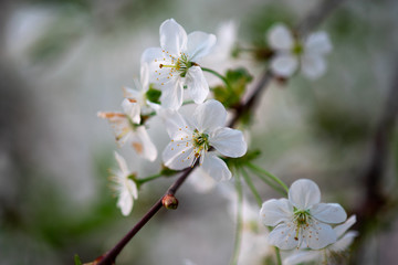 Obraz na płótnie Canvas white cherry flowers on a branch close up