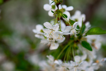white cherry flowers on a branch close up