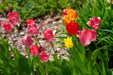  tulips in blossom                              